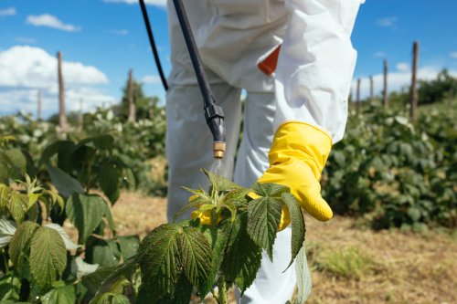 "Bourré de pesticides !" : ce fruit chouchou des Français est le plus contaminé, mieux vaut l’acheter bio