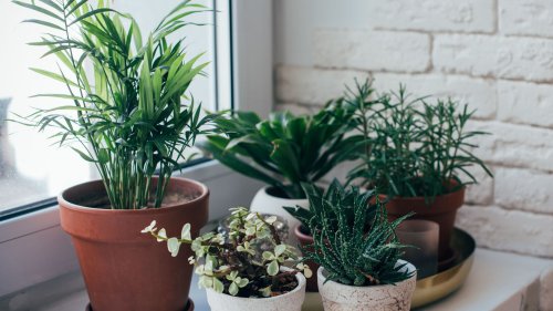 Les astuces insoupçonnées pour faire pousser vos plantes