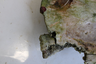 Unique osteological evidence for human-animal gladiatorial combat in Roman Britain