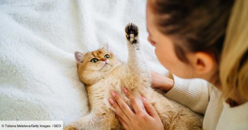 Les conseils d'une experte pour bien caresser son chat
