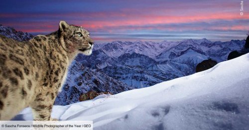 Le gagnant du Wildlife Photographer of the Year - Prix du public a été dévoilé