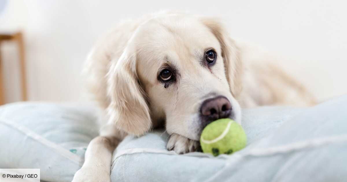 Les chiens aussi peuvent être en deuil après la perte d'un congénère