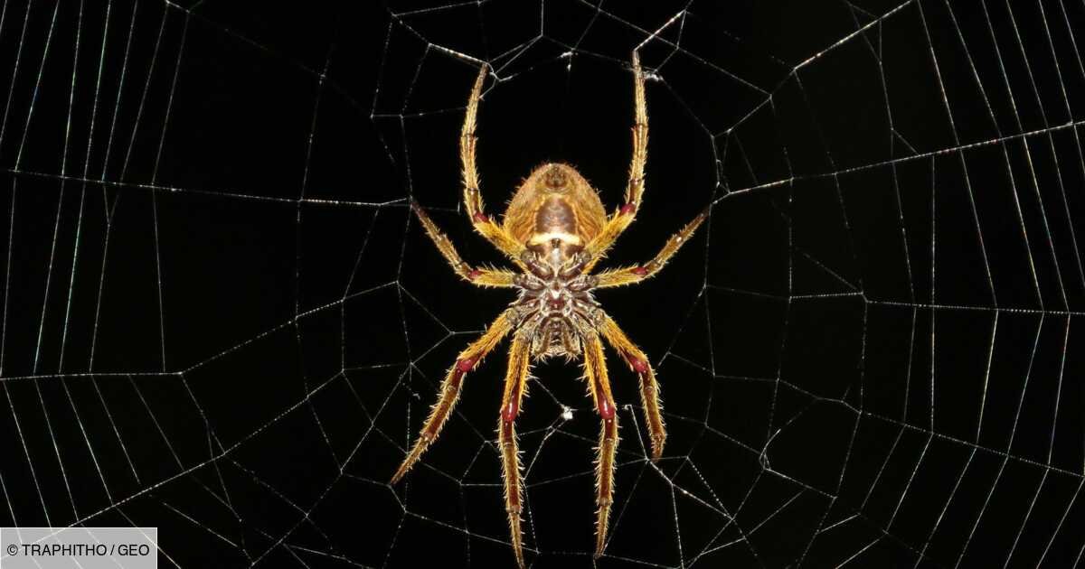 Ces animaux qui ont inspiré la création des personnages de super-héros