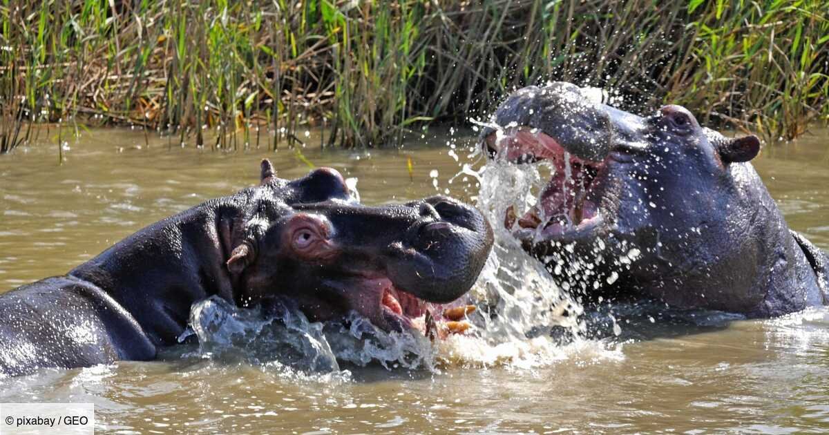 Les hippopotames savent reconnaître la voix de leurs "amis"