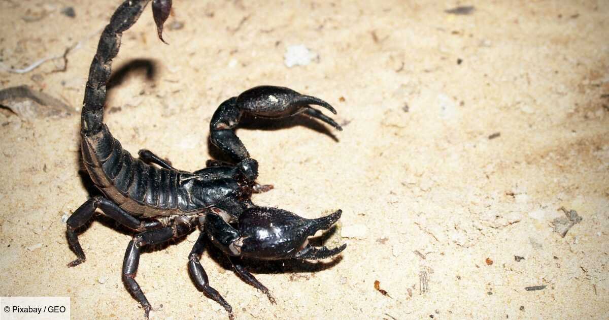 Plus un scorpion est petit, plus il est redoutable, confirme une étude