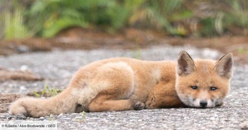 Fox Trot, le renard star des pistes d'Orly met en lumière la biodiversité dans les aéroports