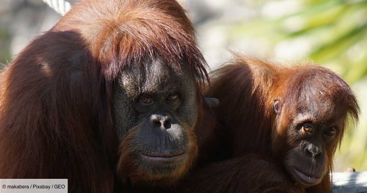 D'après une étude, les orangs-outans utilisent l'argot pour "montrer leur côté cool"