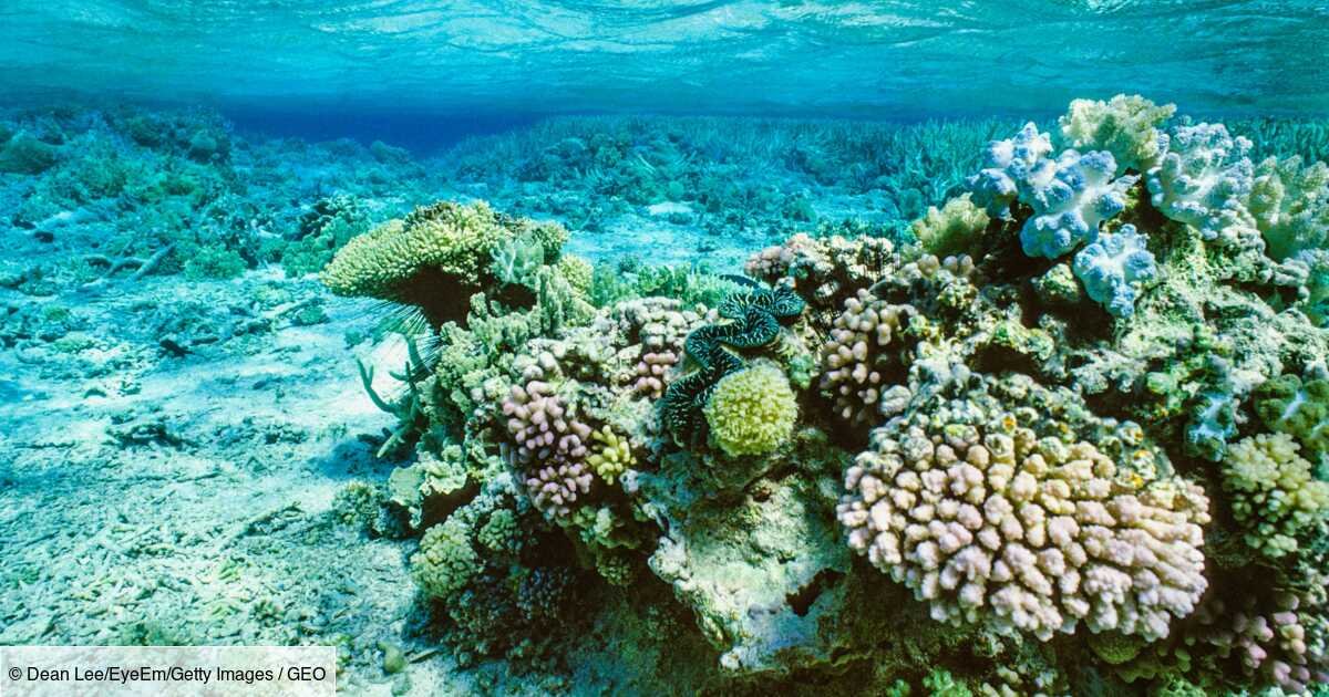 La Grande Barrière de corail, un patrimoine naturel en péril