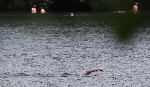 Saugwurmlarven in Potsdamer Seen entdeckt