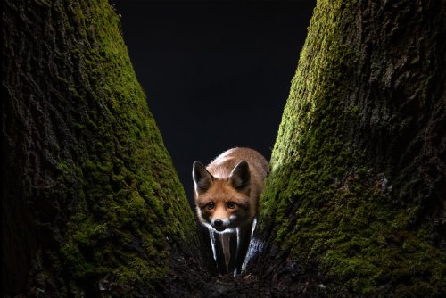 24 incredible photos from the Sony World Photography Awards 2022