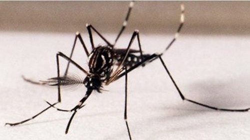 PoderData: 47% dos brasileiros dizem que dengue está "fora de controle"