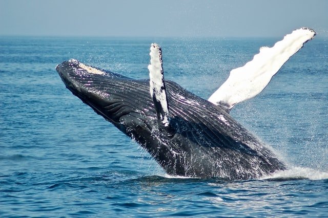 The Best Whale Watching Spots in Mexico