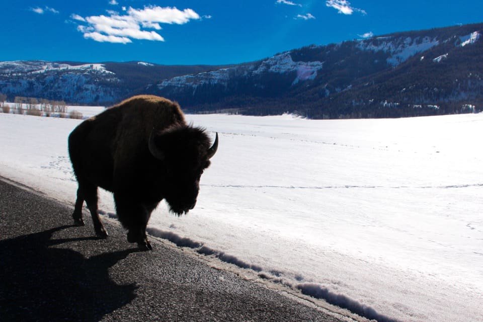 Ultimate Road Trip to Yellowstone National Park