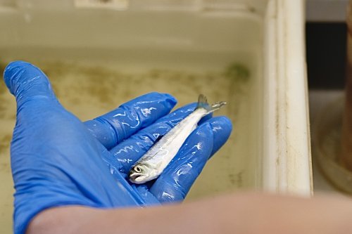 Dead fish are piling up at California's pumps — and both Newsom and Trump are to blame