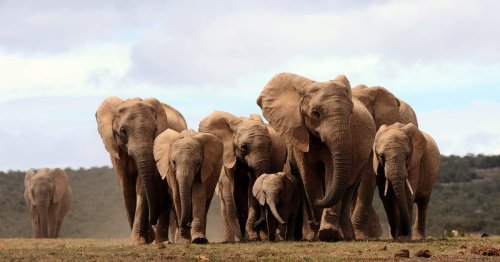 Elephants trample on German coalition’s fragile vibes