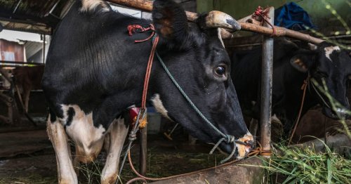Hungary confirms fifth foot-and-mouth outbreak as virus persists