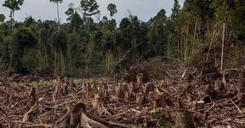 Industry warns against EU’s traceability plans to prevent deforestation