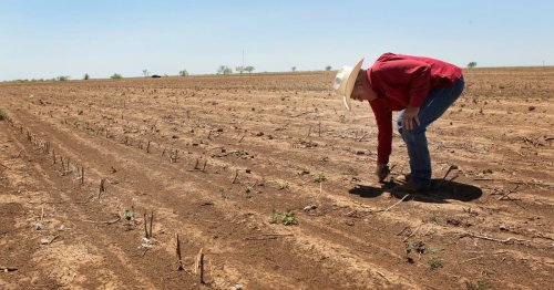 Fertilizer factor fuels global food crisis