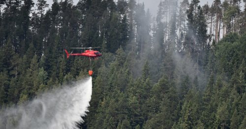 Sweden goes to war over its forests
