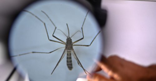 Dengue and chikungunya risk becoming endemic in Europe as mosquitoes head north