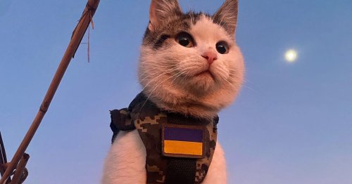 Cats of war: Ukraine enlists feline friends in fight against Russia