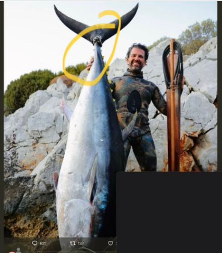 Junior's Photo Op With A Dead, Balancing Tuna Has Twitter Howling