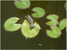 Pests around a Phoenix Pond