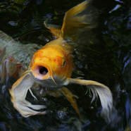 What kind of fish can I put in my Backyard pond?