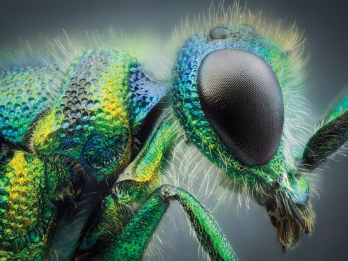 Tips from a pro: How to improve your insect photography