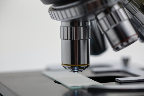 Uzaktan Kumandalı Mikroskoplar, Dünya Çapındaki Öğrencilere Birleşik Biyoloji Eğitimi Sağlıyor - Popular Science