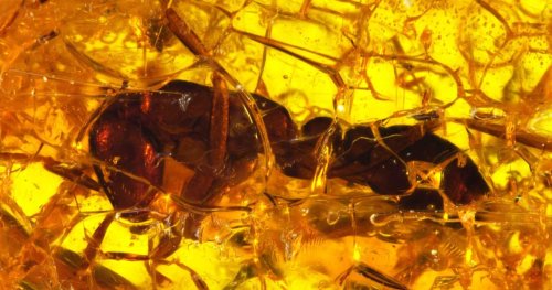 En Eski Asker Karınca Fosili: Bir Zamanlar Avrupa'yı Talan Eden Simgesel Yırtıcı - Popular Science