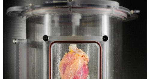 Scientists Grow Full-Sized, Beating Human Hearts From Stem Cells