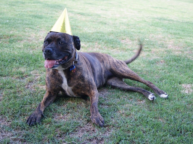 Here's what 'dog years' really means