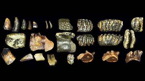 These human ancestors weren’t as lonely as experts thought
