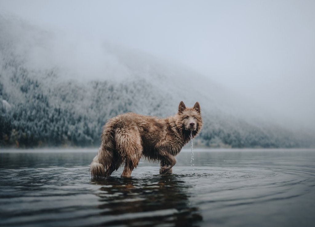 Animals - Tiere