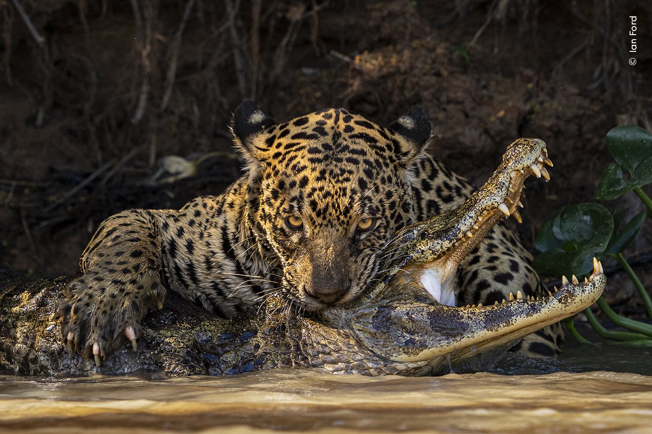 11 unforgettable scenes from the Wildlife Photographer of the Year awards - cover