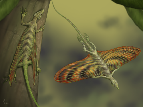 these-tiny-dragons-flew-through-the-trees-of-madagascar-200-million