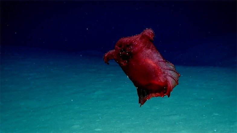 This headless chicken is the deep-sea ‘monster’ of our dreams
