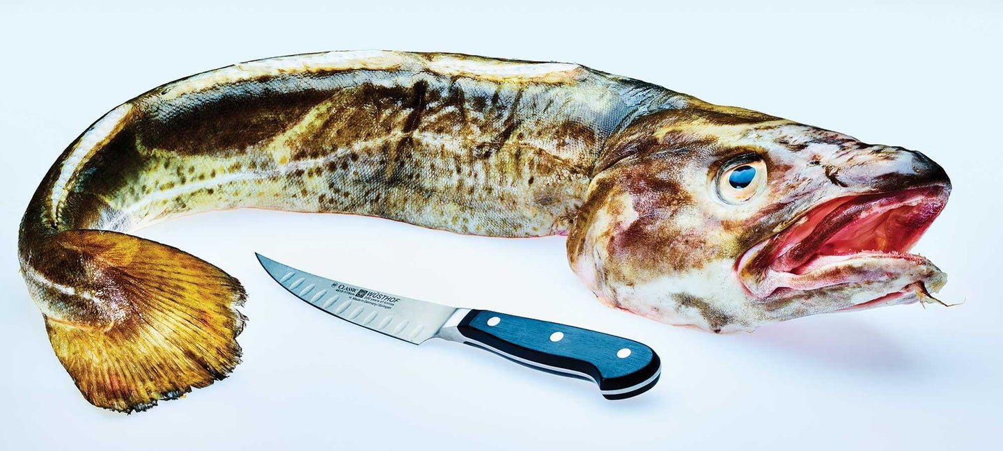 Stop living in fear and buy the whole fish