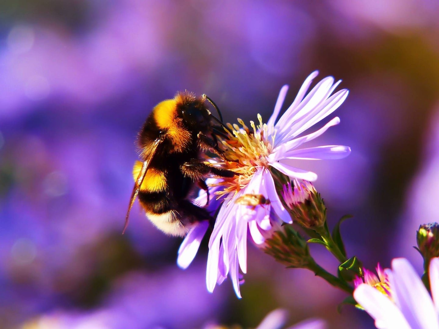 Build a garden that’ll have pollinators buzzin’