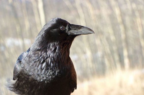 Ravens are so smart it’s actually kind of disconcerting, new study finds