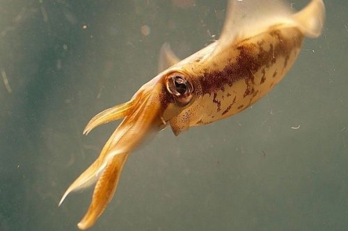 How Squid Are Inspiring Better Camouflage For Soldiers