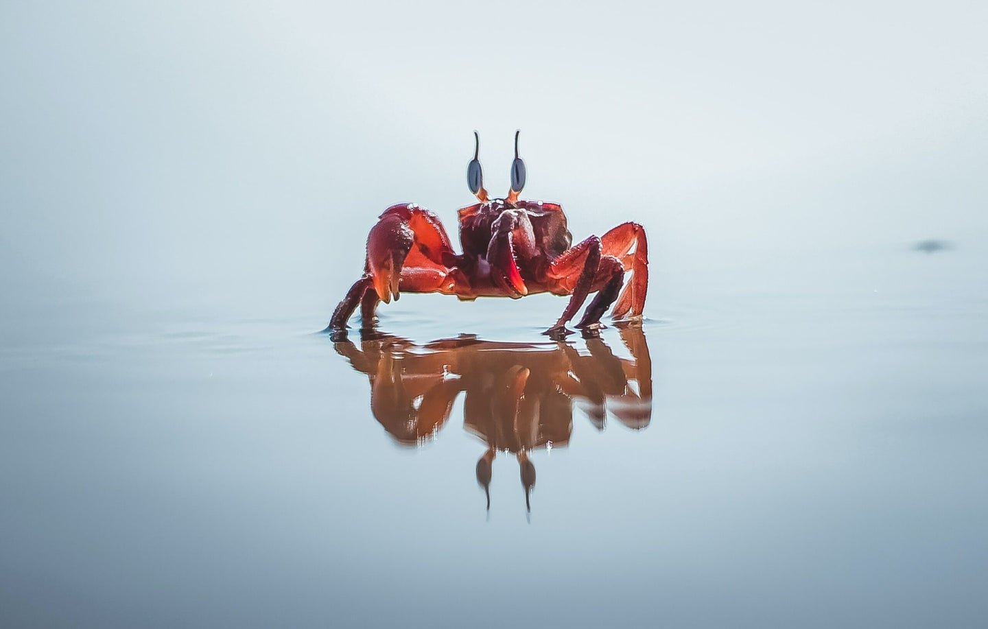 Why everything eventually becomes a crab