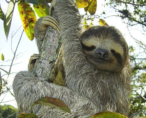 Sloth Fur Might Yield New Drugs