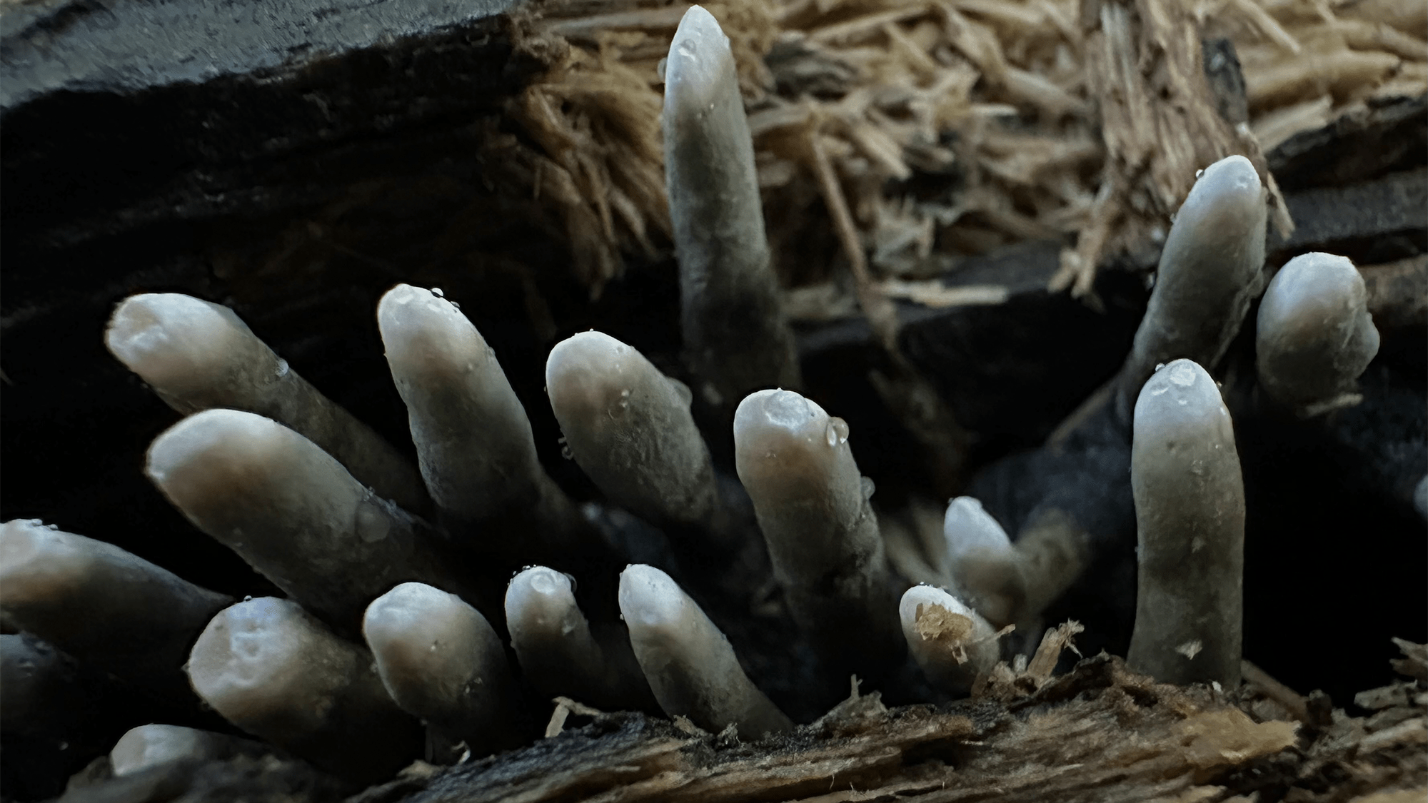 Dead man's fingers is the creepiest fungus on Earth  - cover