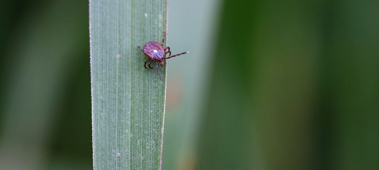 A guide to the tick species every American should know