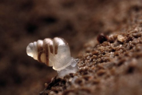 Beautiful And Bizarre Translucent Snail Discovered In Croatia