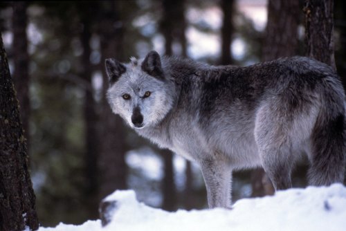 Wisconsin hunters have already killed more gray wolves than allowed