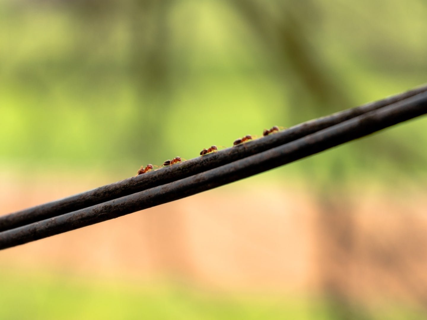 Fight ant infestations with these expert tips