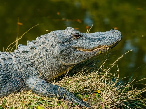 How to avoid an alligator encounter—and what to do if you can’t